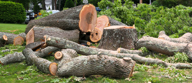 Trusted Walnut Creek, OH Tree Care Experts