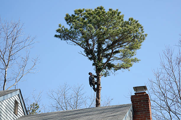 How Our Tree Care Process Works  in  Walnut Creek, OH